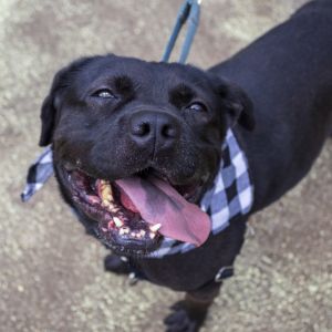 Jake(Adoption Fee-SPONSORED!), Adult Male unknown