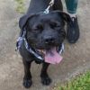 Jake(Adoption Fee-SPONSORED!) photo 2