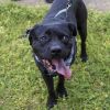 Jake(Adoption Fee-SPONSORED!) photo 3
