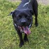 Jake(Adoption Fee-SPONSORED!) photo 4