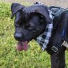 Jake(Adoption Fee-SPONSORED!) photo 5