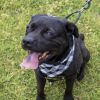 Jake(Adoption Fee-SPONSORED!) photo 6