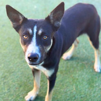 Frankie, an adoptable Australian Kelpie, Mixed Breed in El Paso, TX, 79906 | Photo Image 1
