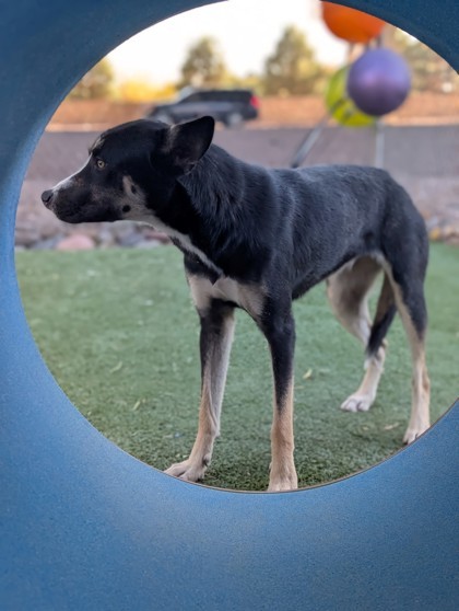 Frankie, an adoptable Australian Kelpie, Mixed Breed in El Paso, TX, 79906 | Photo Image 2