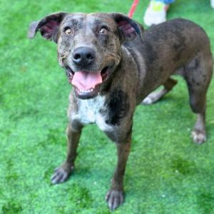 Coco, Adult Female Labrador Retriever