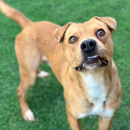 Donnie*, an adoptable Black Mouth Cur, Mixed Breed in El Paso, TX, 79906 | Photo Image 1