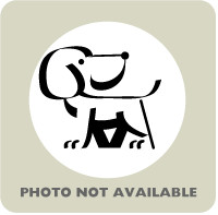 57027658, an adoptable Bloodhound, Mixed Breed in El Paso, TX, 79906 | Photo Image 1