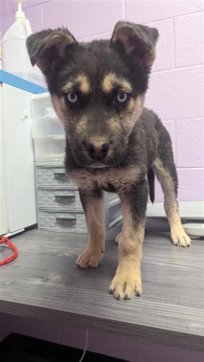 Dog for adoption Kenai a Shepherd Mix in El Paso TX Petfinder Dog for adoption Kenai a Shepherd Mix in El Paso TX Petfinder