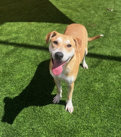 Luisa*, an adoptable Labrador Retriever, Mixed Breed in El Paso, TX, 79906 | Photo Image 1