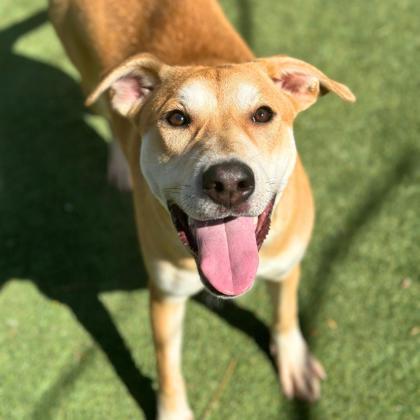 Luisa*, an adoptable Labrador Retriever, Mixed Breed in El Paso, TX, 79906 | Photo Image 2