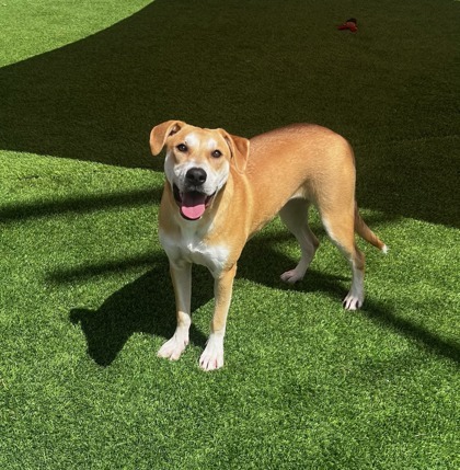 Luisa*, an adoptable Labrador Retriever, Mixed Breed in El Paso, TX, 79906 | Photo Image 3