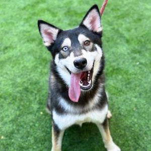 Thor, Adult Male Siberian Husky