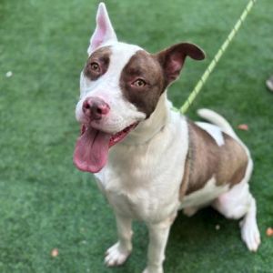 Felix, Adult Male Pit Bull Terrier