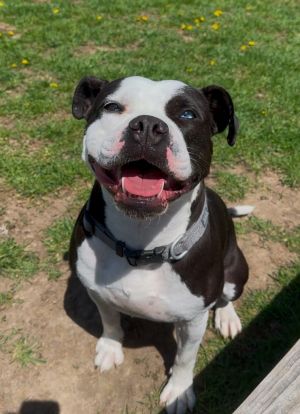 Tru, Adult Male American Bulldog