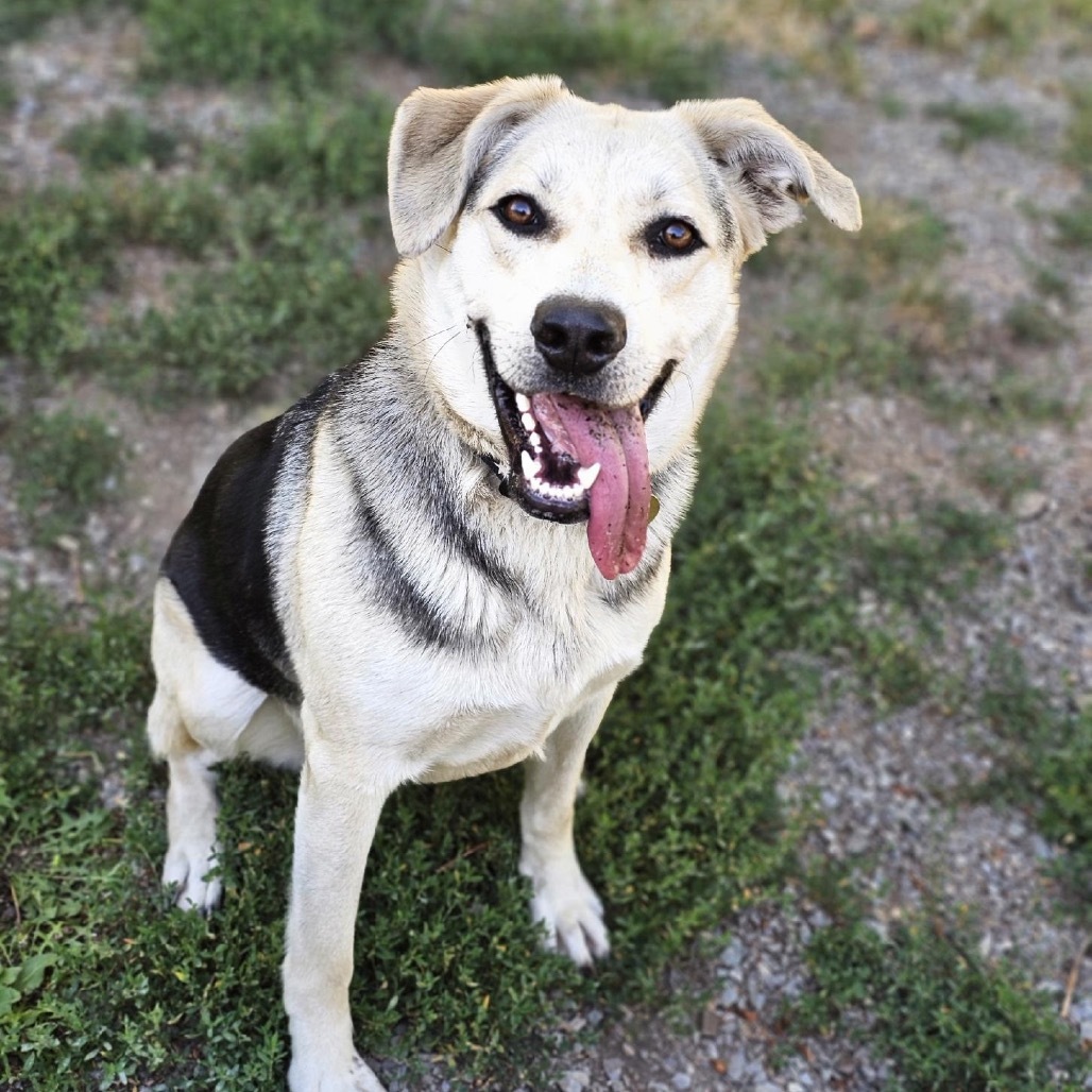 Precious, an adoptable German Shepherd Dog, Labrador Retriever in Priest River, ID, 83856 | Photo Image 1