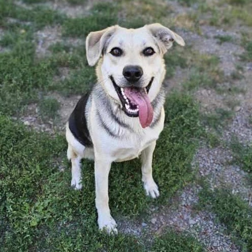 Precious, an adoptable German Shepherd Dog, Labrador Retriever in Priest River, ID, 83856 | Photo Image 2