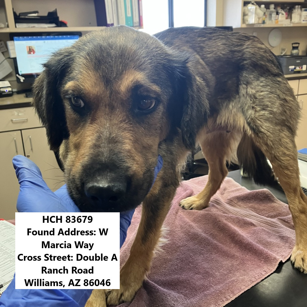 Leia - Likes dogs, shy, but sweet! Potty Trained!