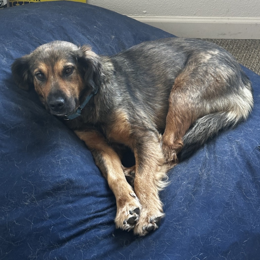 Leia - Likes dogs, shy, but sweet! Potty Trained!