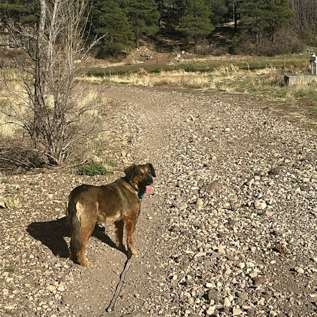 Leia - Likes dogs, shy, but sweet! Potty Trained!