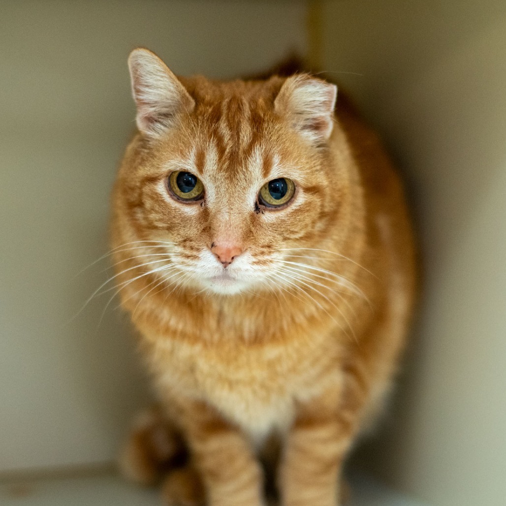 Gingy, an adoptable Domestic Short Hair in Idaho Falls, ID, 83402 | Photo Image 1