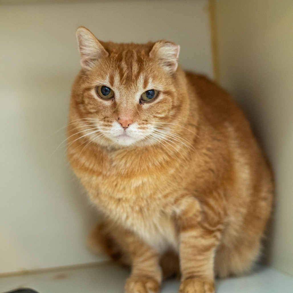 Gingy, an adoptable Domestic Short Hair in Idaho Falls, ID, 83402 | Photo Image 2