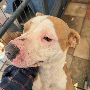 LOLITA Mixed Breed Dog