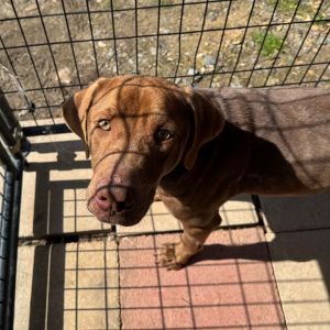 RUFUS Labrador Retriever Dog