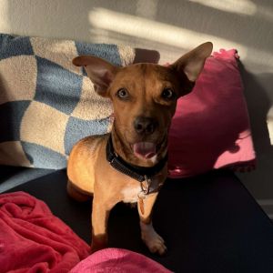 EDGAR Chihuahua Dog