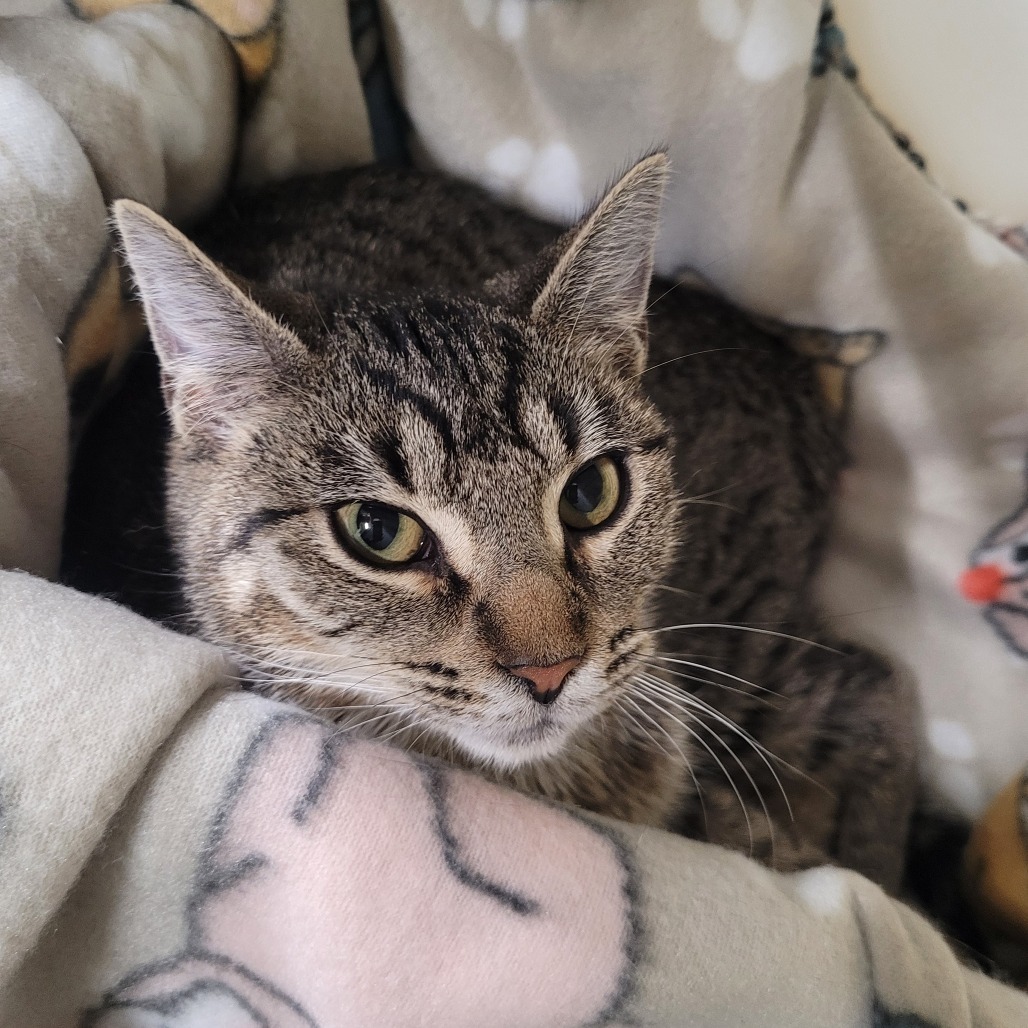 Ramen, an adoptable Domestic Short Hair in Laredo, TX, 78045 | Photo Image 1