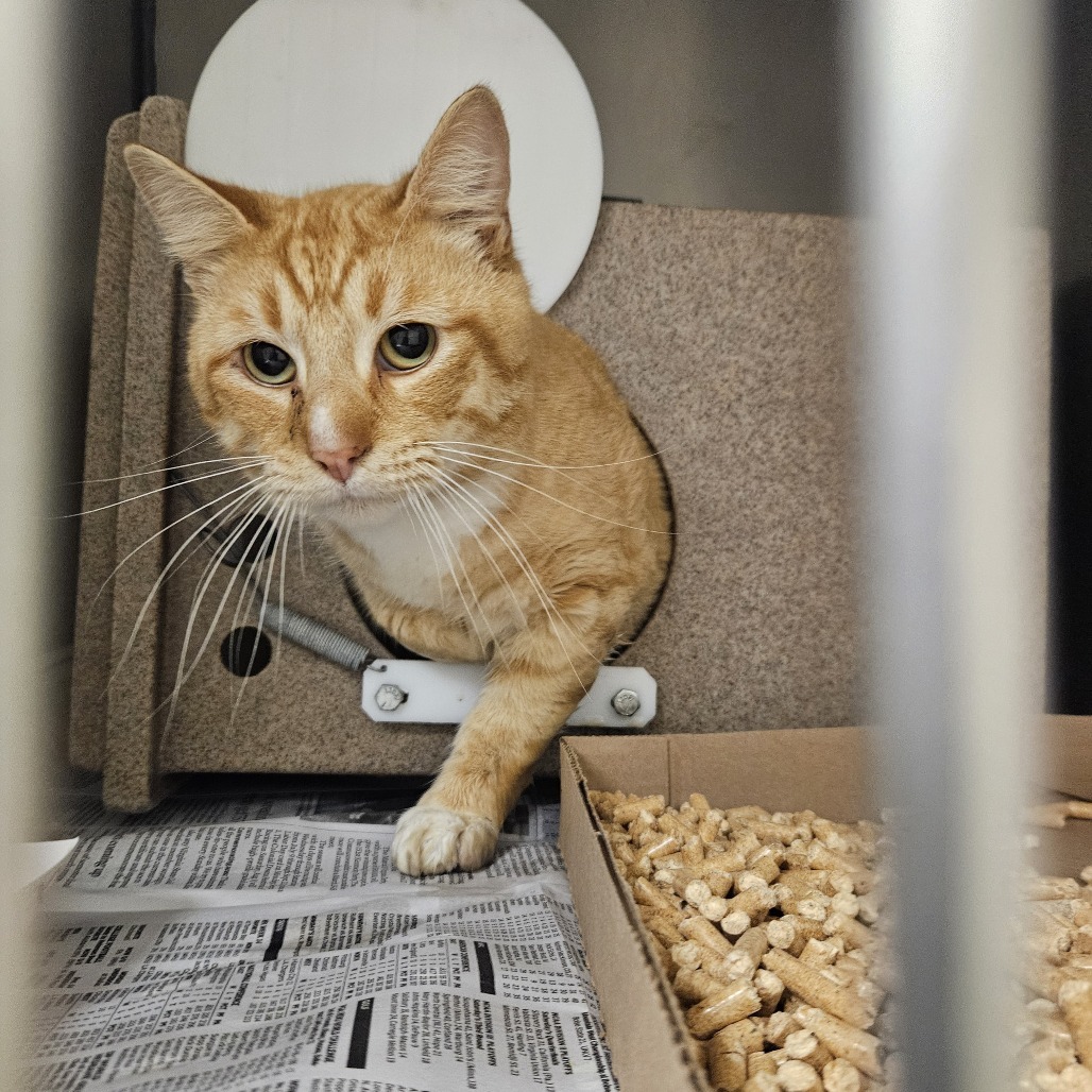 2/16/25 Hickory Village Stray 2