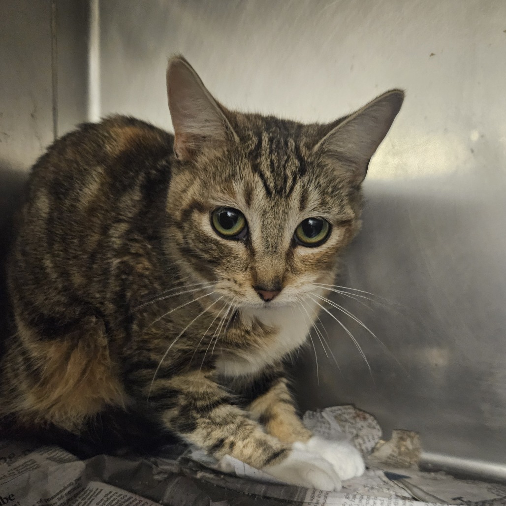 2/15/25 River Road Stray 6