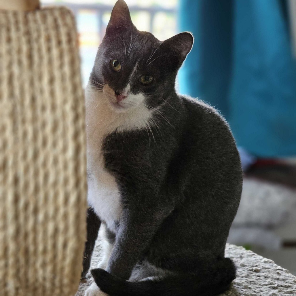 Mozzarella, an adoptable Domestic Short Hair in Portland, OR, 97294 | Photo Image 1