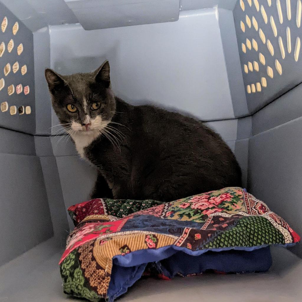 Mozzarella, an adoptable Domestic Short Hair in Portland, OR, 97294 | Photo Image 2