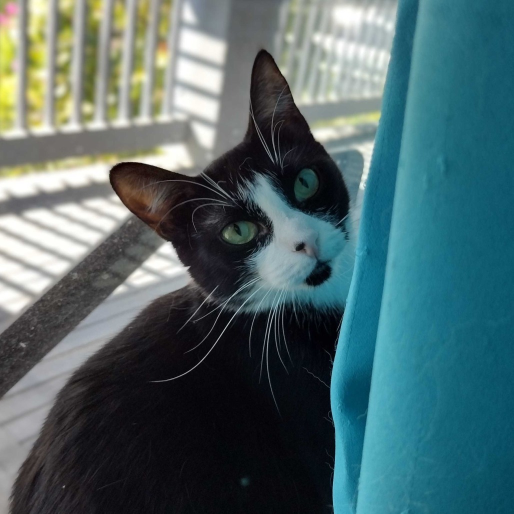 Brie, an adoptable Domestic Medium Hair in Portland, OR, 97294 | Photo Image 1