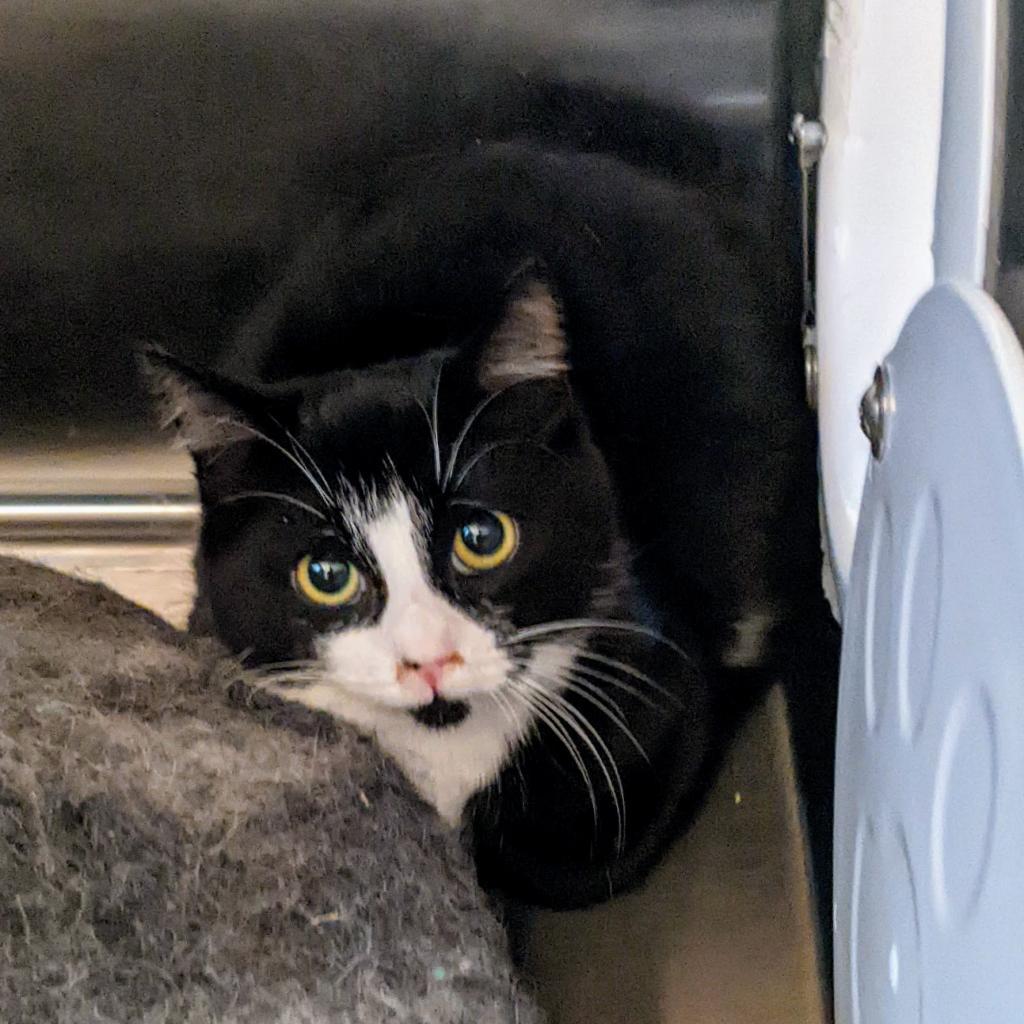 Brie, an adoptable Domestic Medium Hair in Portland, OR, 97294 | Photo Image 2