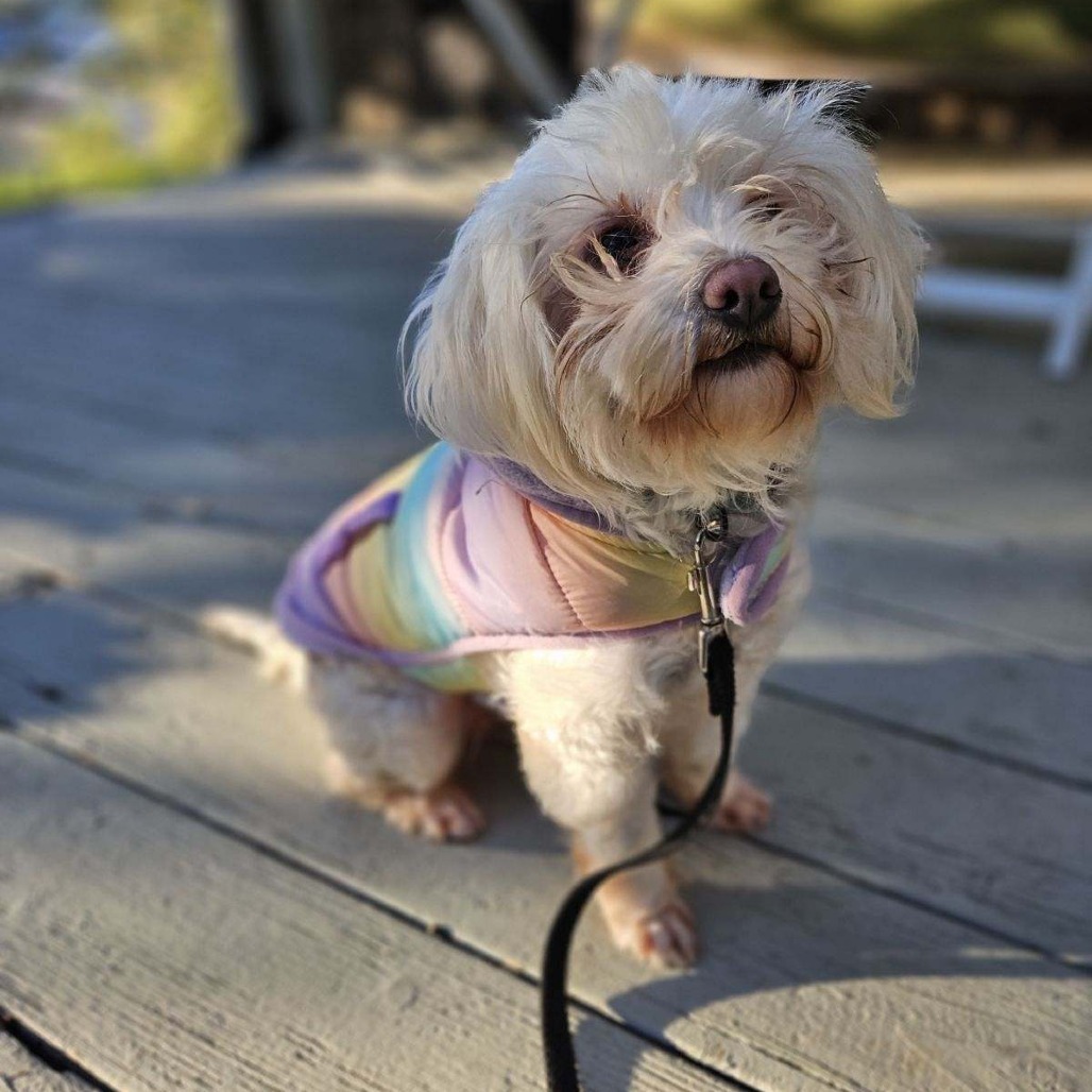 Missy Taxi, an adoptable Poodle, Maltese in San Pablo, CA, 94803 | Photo Image 1