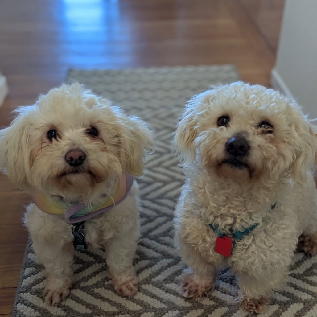 Missy Taxi, an adoptable Poodle, Maltese in San Pablo, CA, 94803 | Photo Image 3