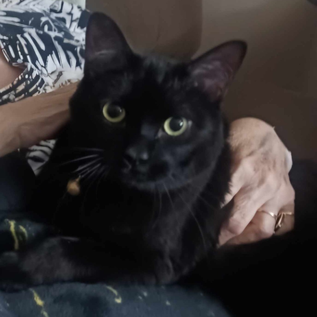 MoMo, an adoptable Domestic Short Hair in Wichita, KS, 67278 | Photo Image 1