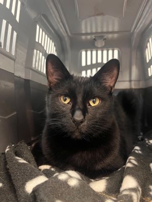 Chadwick, Adult Male Domestic Short Hair