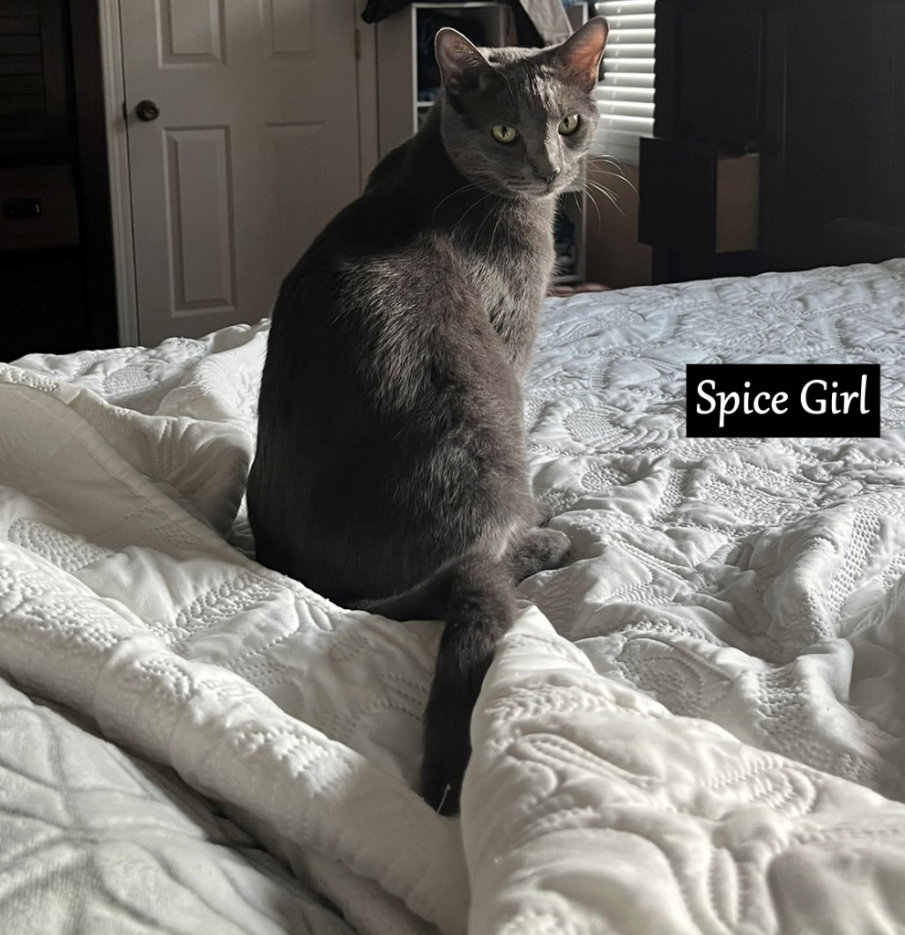 Spice Girl, an adoptable Domestic Short Hair in Hoover , AL, 35226 | Photo Image 1