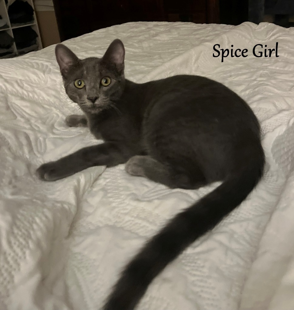 Spice Girl, an adoptable Domestic Short Hair in Hoover , AL, 35226 | Photo Image 2