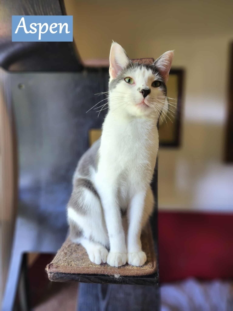 Aspen, an adoptable Domestic Short Hair in Hoover , AL, 35226 | Photo Image 1