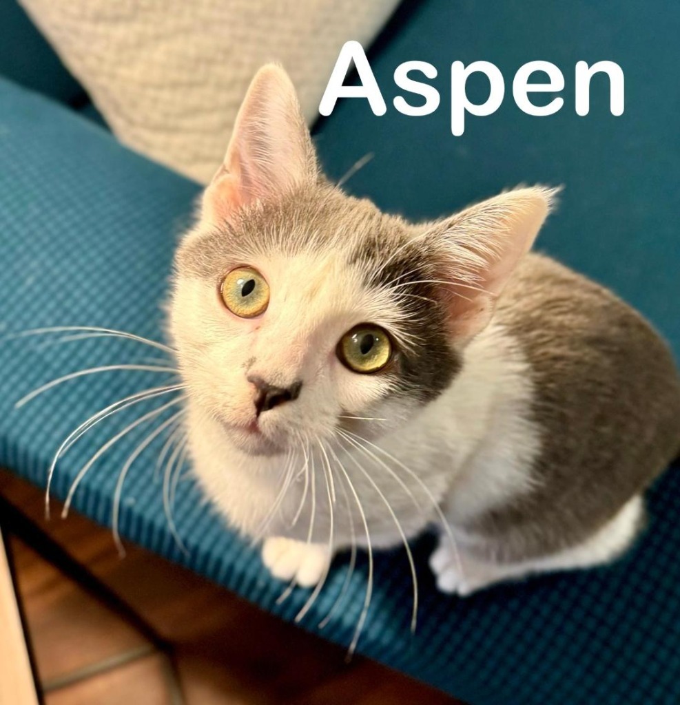 Aspen, an adoptable Domestic Short Hair in Hoover , AL, 35226 | Photo Image 3