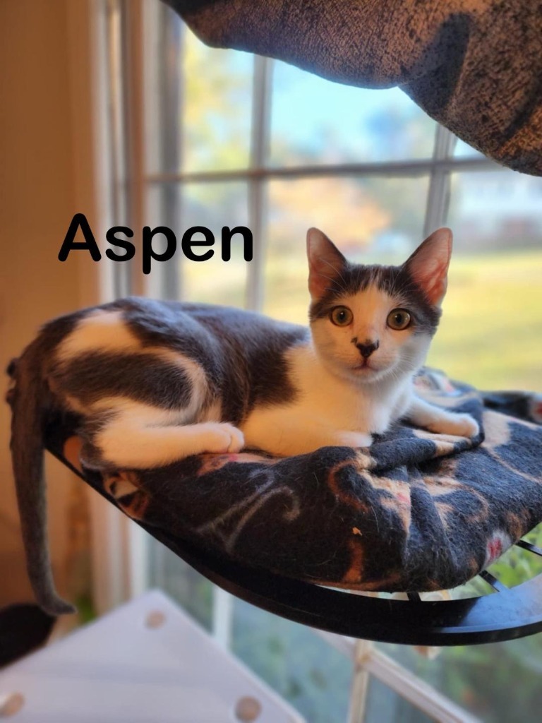 Aspen, an adoptable Domestic Short Hair in Hoover , AL, 35226 | Photo Image 4