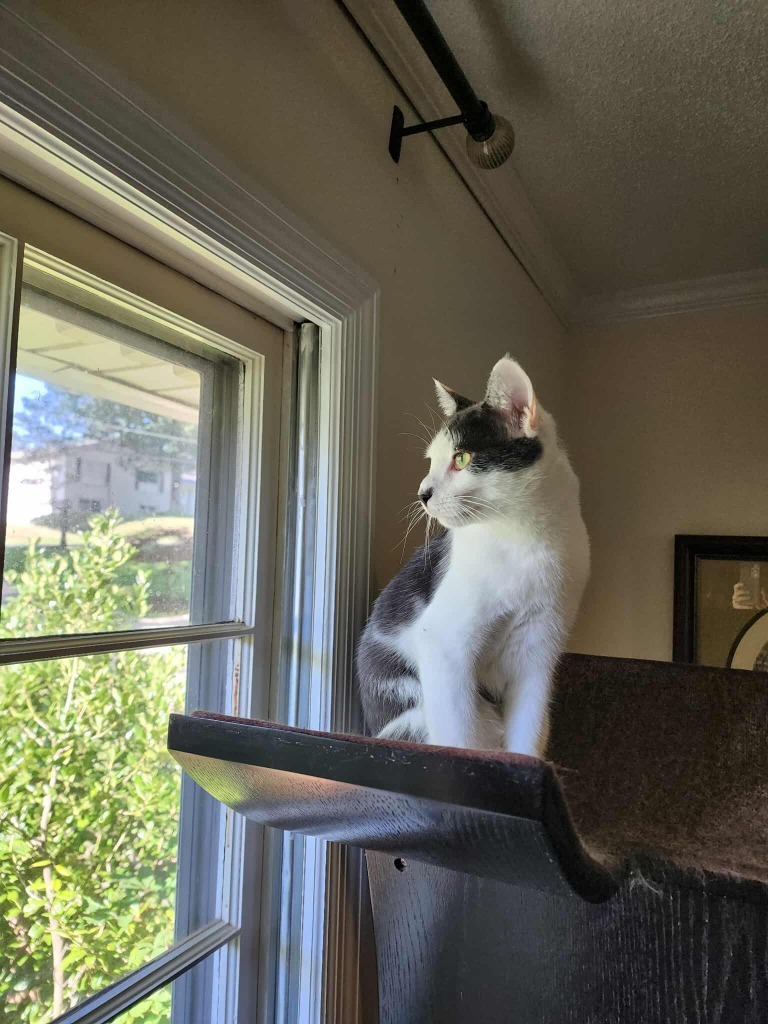 Aspen, an adoptable Domestic Short Hair in Hoover , AL, 35226 | Photo Image 5