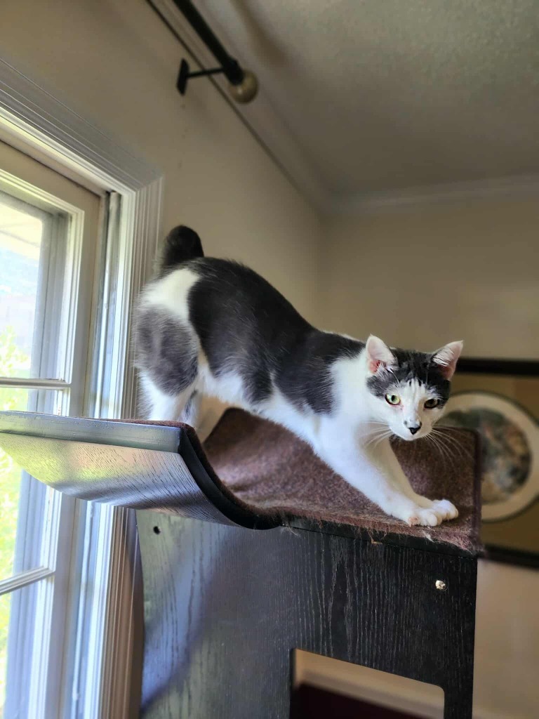 Aspen, an adoptable Domestic Short Hair in Hoover , AL, 35226 | Photo Image 6