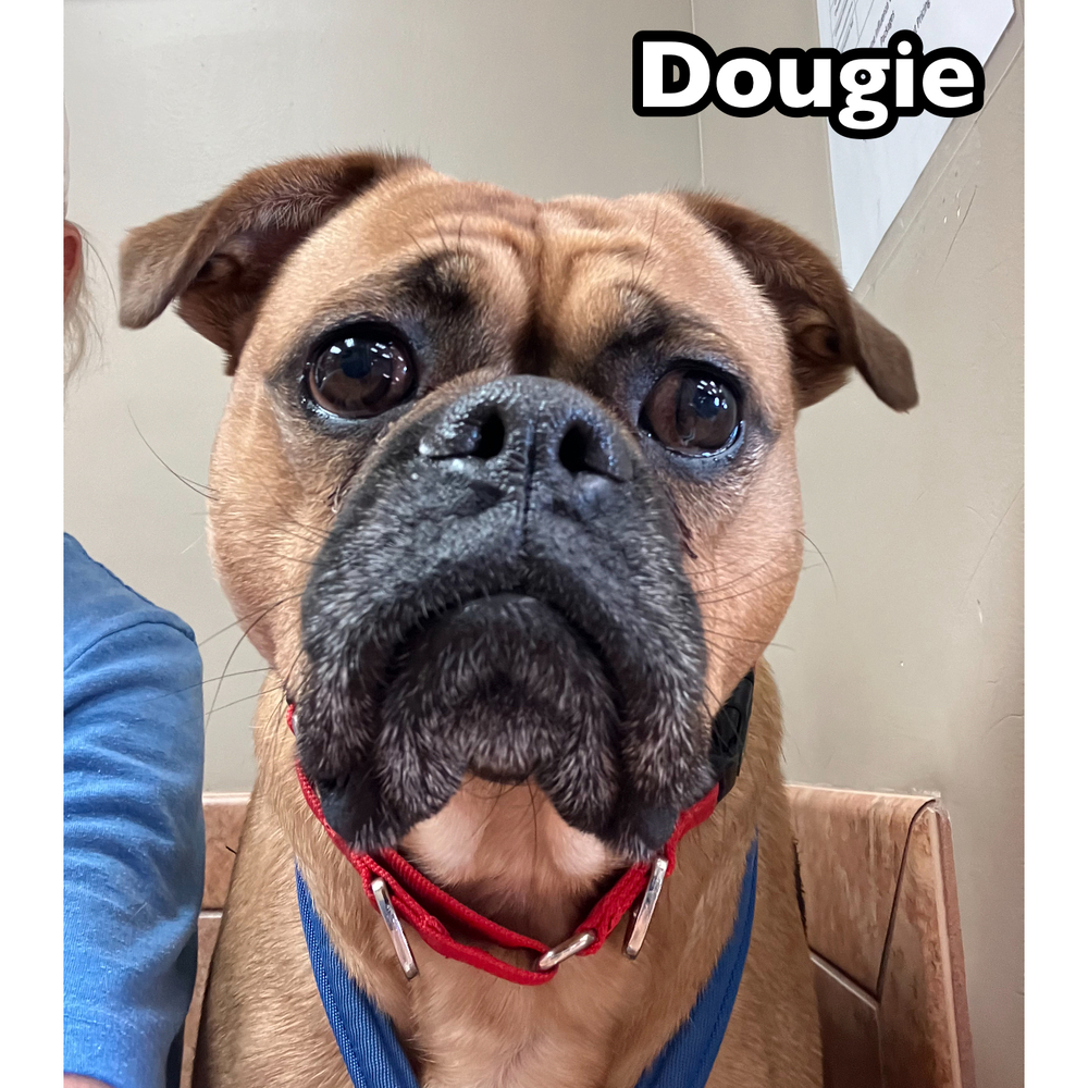 Dougie