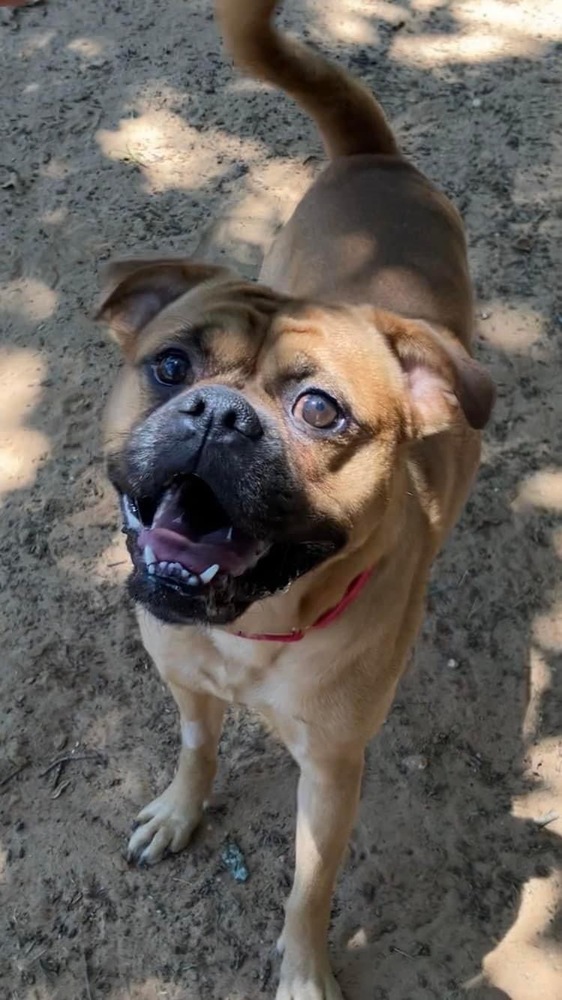 Dougie