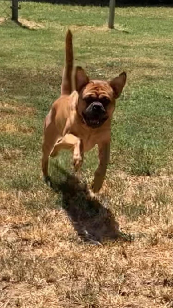 Dougie