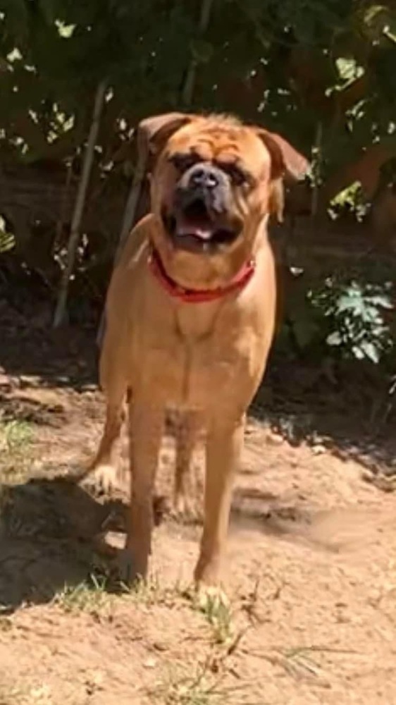 Dougie